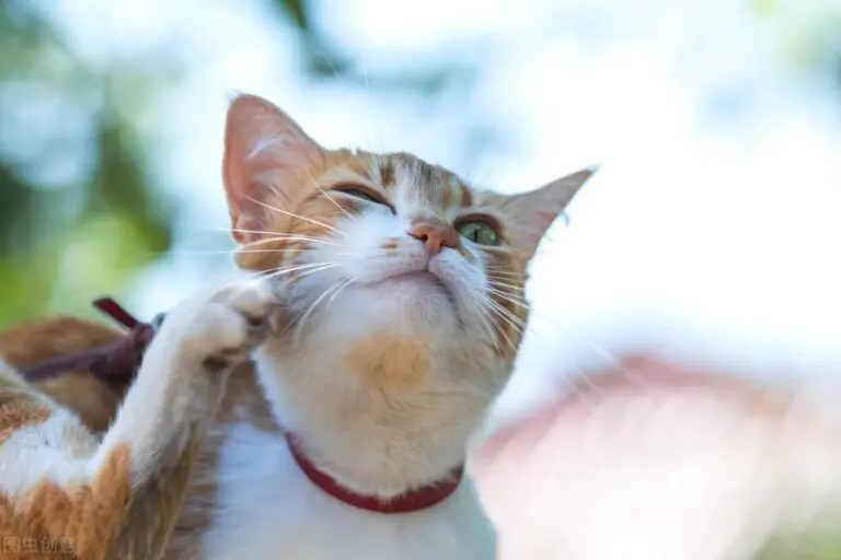 猫咪得了耳螨有什么表现？附治疗猫咪耳螨的方法