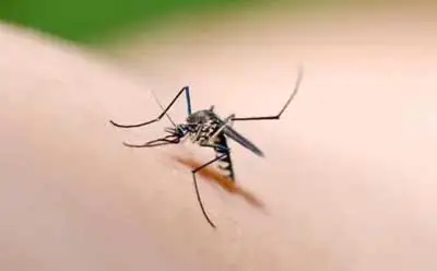 自制灭蚊子的小妙招-简单的DIY方法