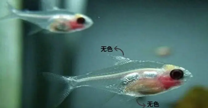 红肚玻璃鱼——小型热带观赏鱼