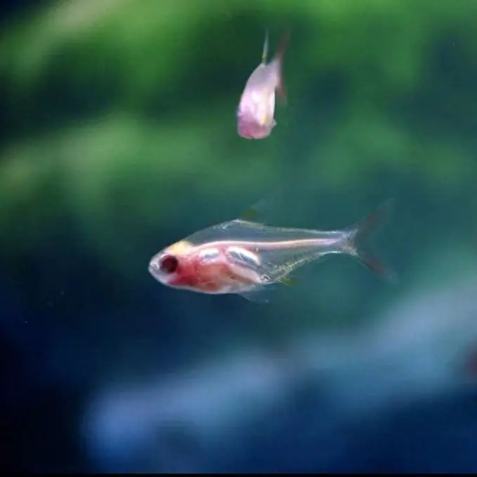 红肚玻璃鱼——小型热带观赏鱼