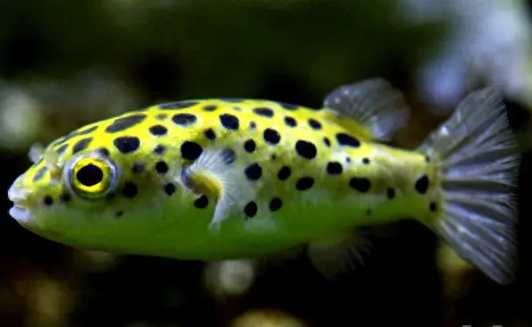 绿河豚鱼——小型观赏鱼品种推荐