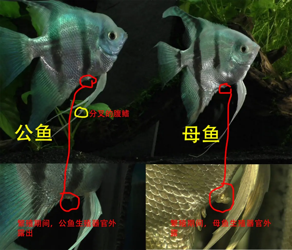 神仙鱼怎么区分公母带图，几个技巧一文带你全搞懂！