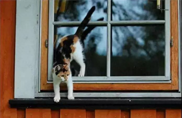 总说“好奇害死猫”，可见猫的好奇心之重！