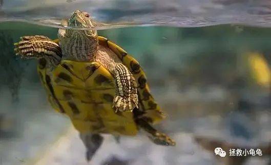 乌龟也会溺水！发现乌龟溺水了改怎么抢救？